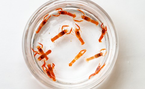 Over a dozen baby orange lobsters are seen in a petri dish