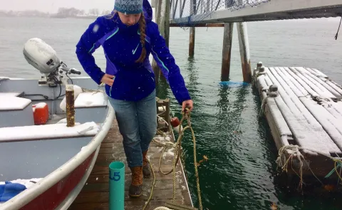 Baxter Academy's Darcy Ross helps deploy a kelp farm to assist UNE student researchers in Kelp4Kids program