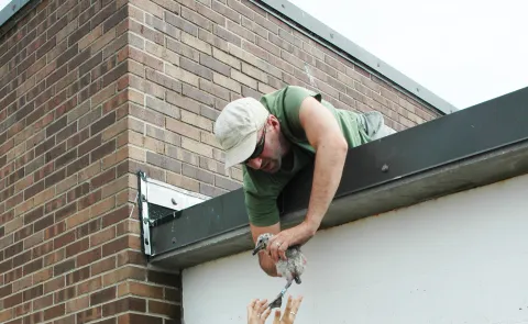 Noah Perlut on a rooftop handling a gull