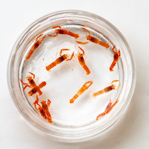 Over a dozen baby orange lobsters are seen in a petri dish