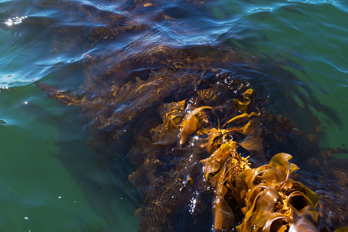 Kelp